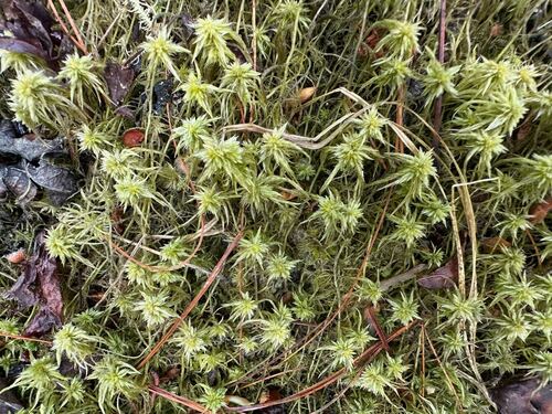 Sphagnum trinitense observed 2026-04-26