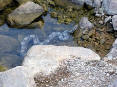 Boa constrictor ortonii