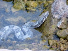 Boa constrictor ortonii