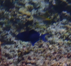 Odonus niger