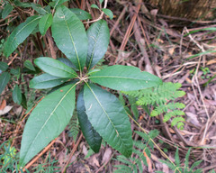 Hedycarya angustifolia