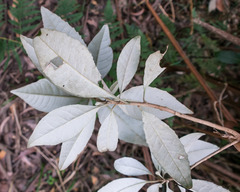 Hedycarya angustifolia