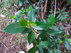 Hedycarya angustifolia
