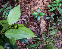 Hedycarya angustifolia