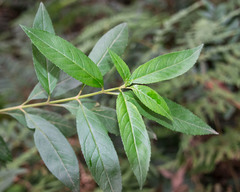 Hedycarya angustifolia