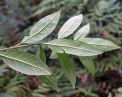 Hedycarya angustifolia
