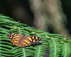 Heteronympha banksii