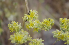 Ivesia aperta aperta