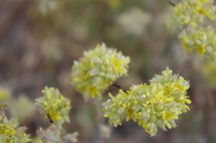 Ivesia aperta aperta