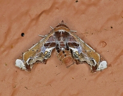 Eutelia pulcherrimus