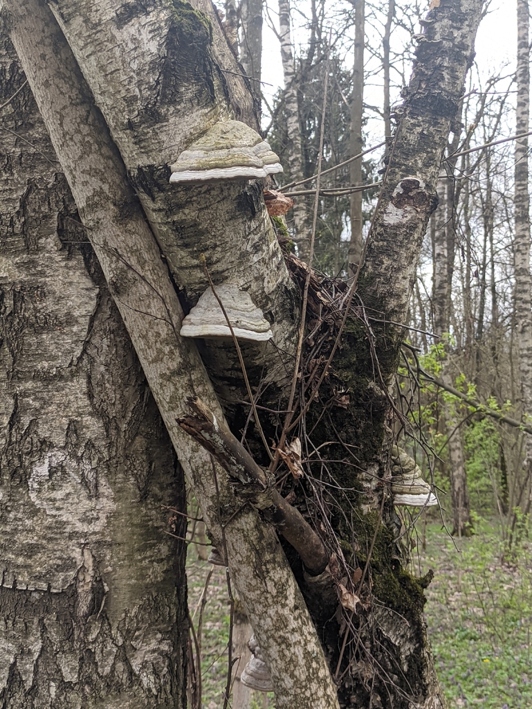 Fomes fomentarius · May 2026 · photo: © naturalist57011 (iNaturalist, cc-by)