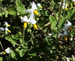 Solanum atriplicifolium