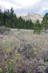 Ivesia aperta aperta