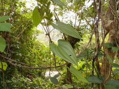 Dioscorea composita