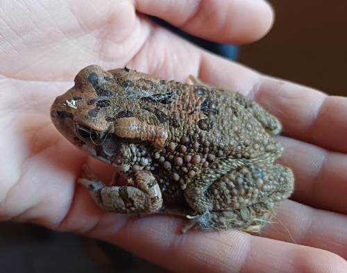 Raucous Toad
