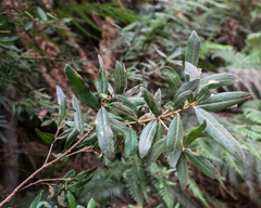 Pittosporum bicolor
