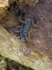 Serradigitus
