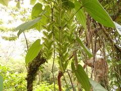 Dioscorea composita