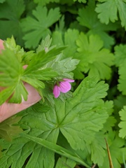 Geranium ocellatum