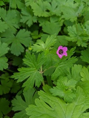 Geranium ocellatum
