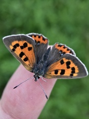 Lycaena phlaeas daimio