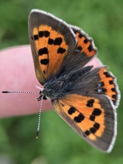 Lycaena phlaeas daimio
