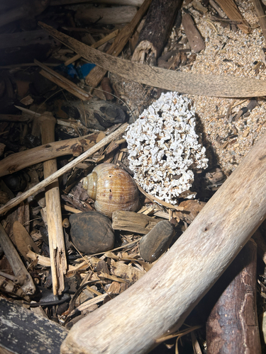 Pomacea canaliculata
