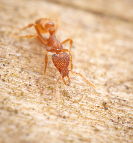 Strumigenys traegaordhiStrumigenys traegaordhi