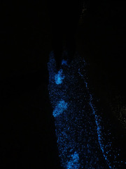 Noctiluca scintillans