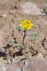 Cleomella platycarpa