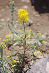 Cleomella platycarpa
