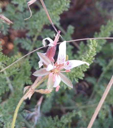 goat-thorn storksbill