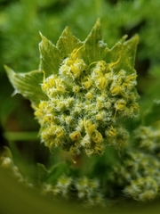 Lomatium dasycarpum