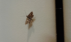 Diasemia grammalis