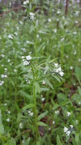 Lithospermum arvense iNat (3)