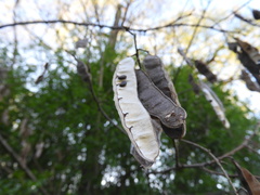 Robinia pseudoacacia