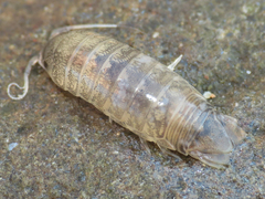 Cirolana harfordi
