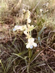 Penstemon guadalupensis