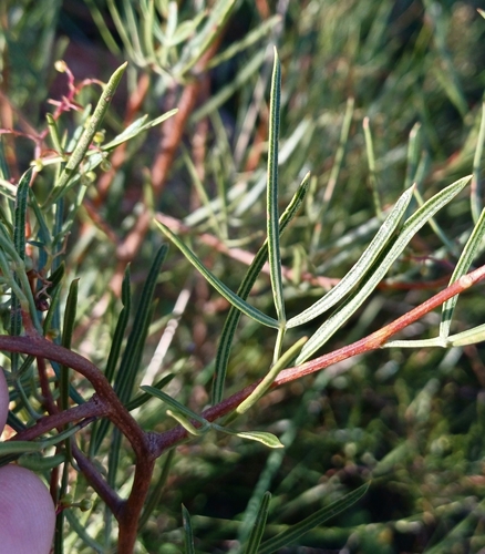 Wire Kunirhus