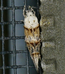 Mompha rufocristatella