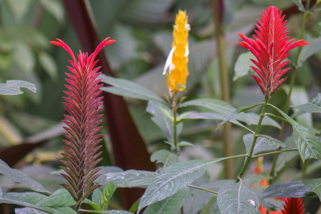 Aphelandra flava; photograph (c) Frank Dietze, some rights reserved (CC BY)