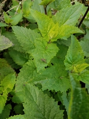 Rhagio