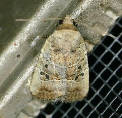 Elaphria fuscimacula