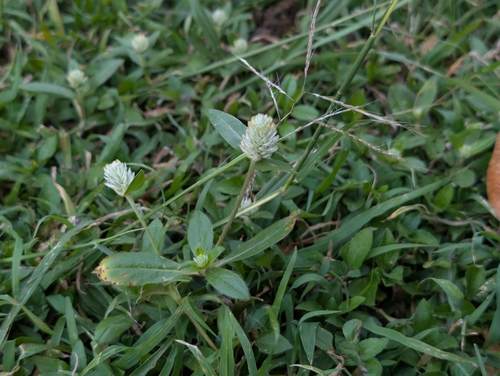 Gomphrena celosioides observed 2026-05-02