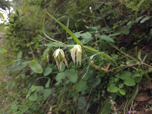 iNaturalist observation photo of White Globe Lily