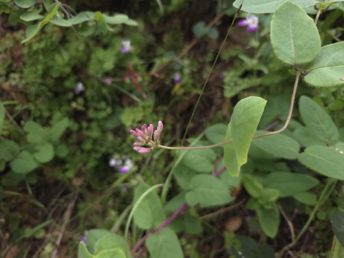 iNaturalist observation photo of Pink Honeysuckle