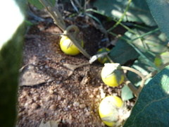 Solanum elaeagnifolium