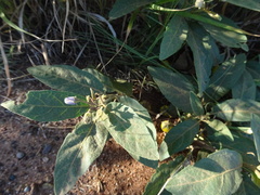 Solanum elaeagnifolium