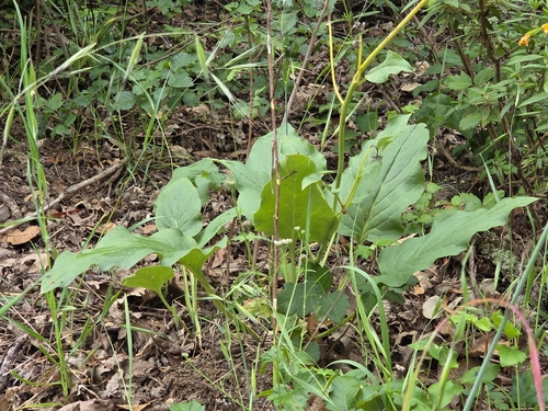 iNaturalist observation photo of Pacific hound's tongue