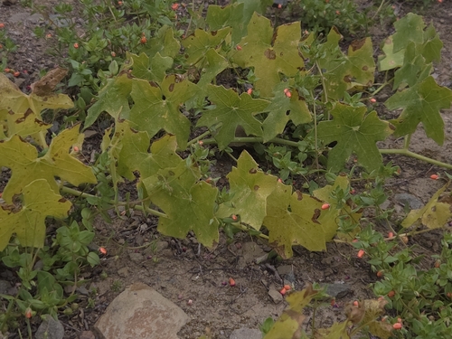 iNaturalist observation photo of California manroot